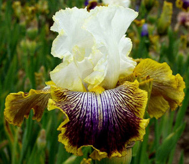 Patchwork Puzzle – Bee Haven Iris Gardens