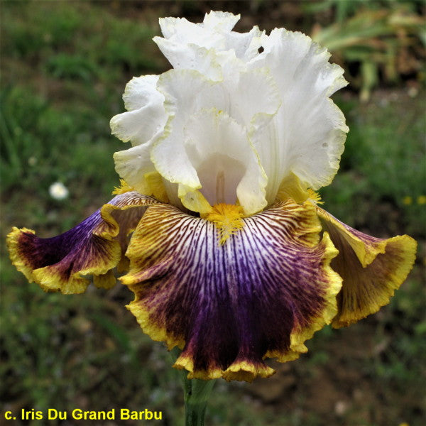 Patchwork Puzzle – Bee Haven Iris Gardens