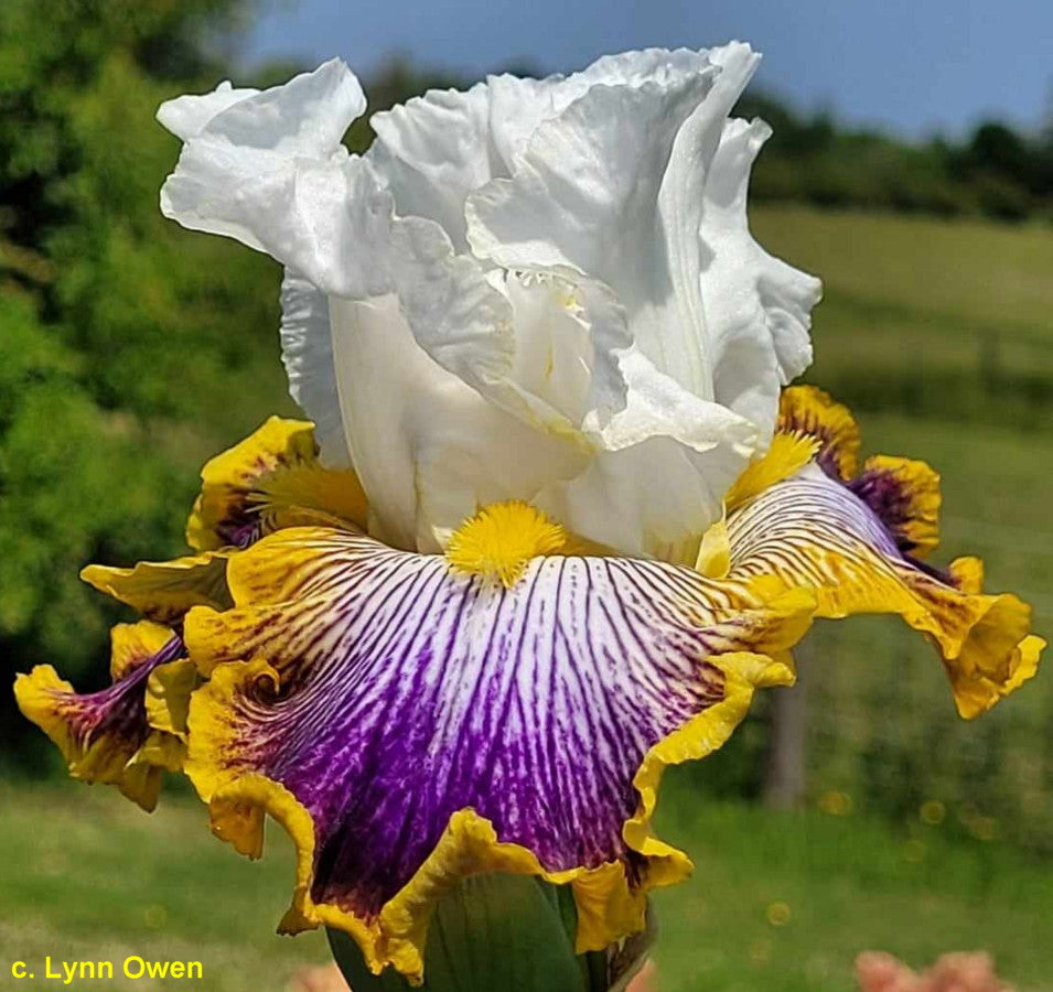 Patchwork Puzzle – Bee Haven Iris Gardens