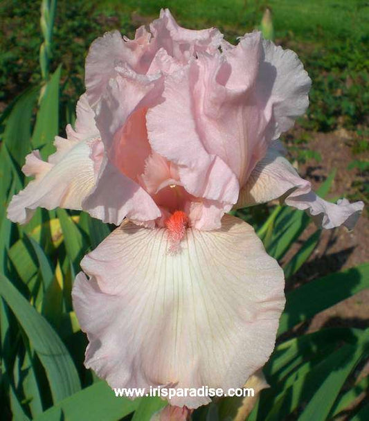 Pink Taffeta