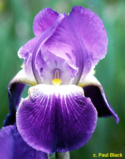 Pretty Pansy