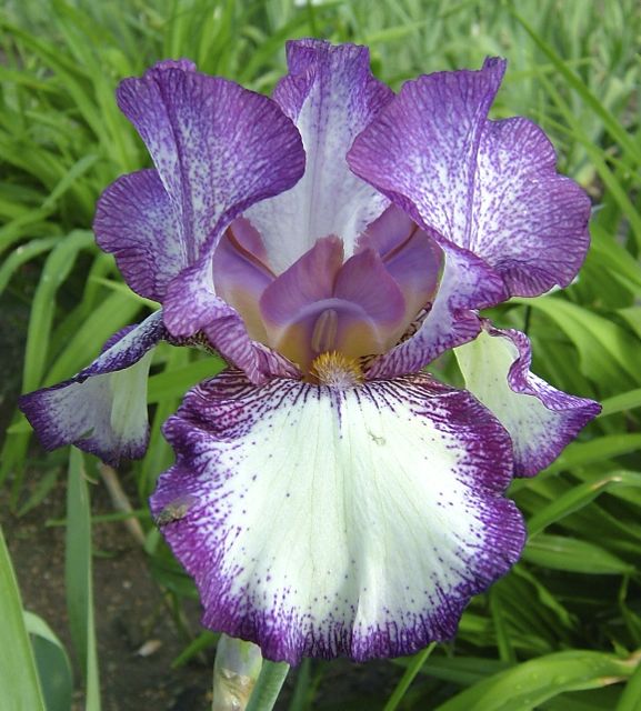 Raspberry Frost – Bee Haven Iris Gardens