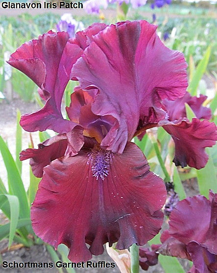 Schortman's Garnet Ruffles