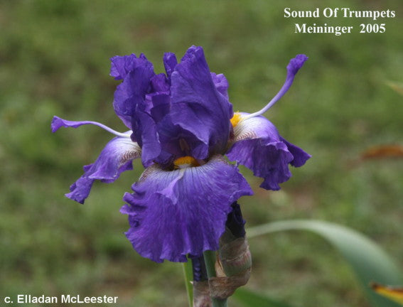 Sound Of Trumpets – Bee Haven Iris Gardens