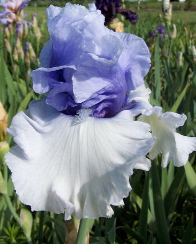 Wintry Sky – Bee Haven Iris Gardens