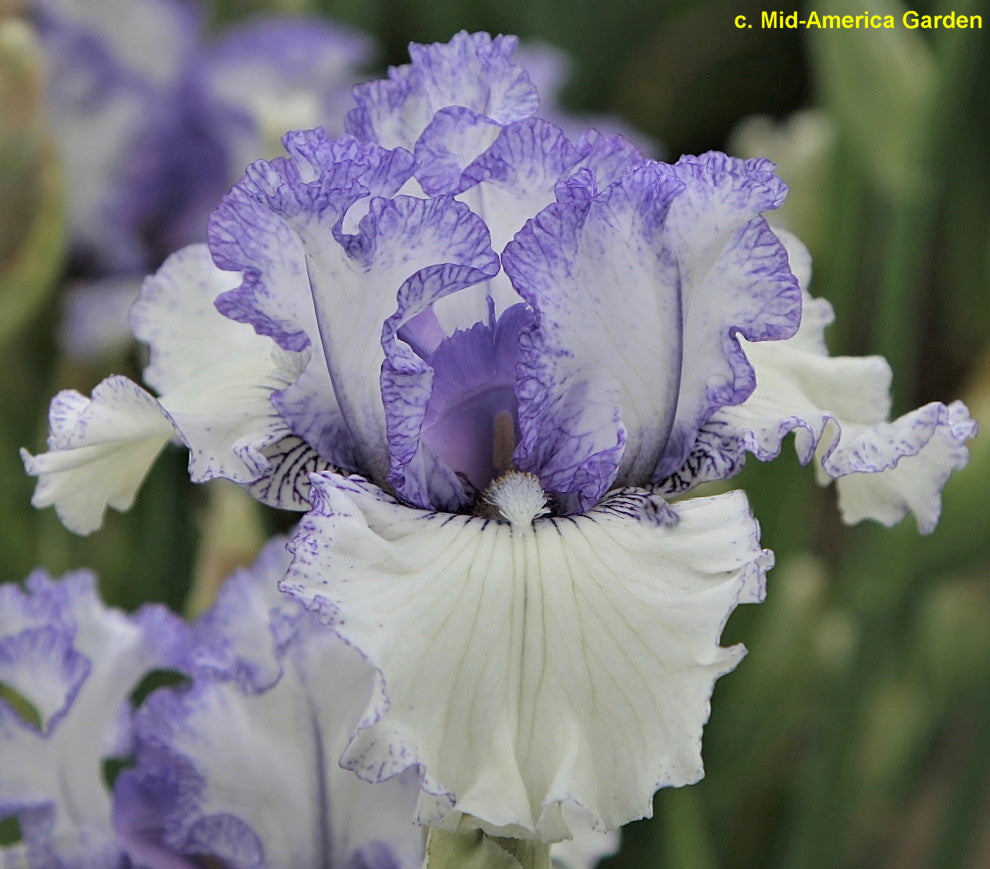 Airy Fairy Flower