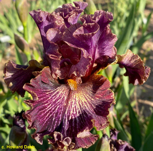 Allen James Tetreault