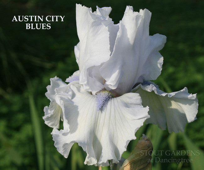 Austin City Blues