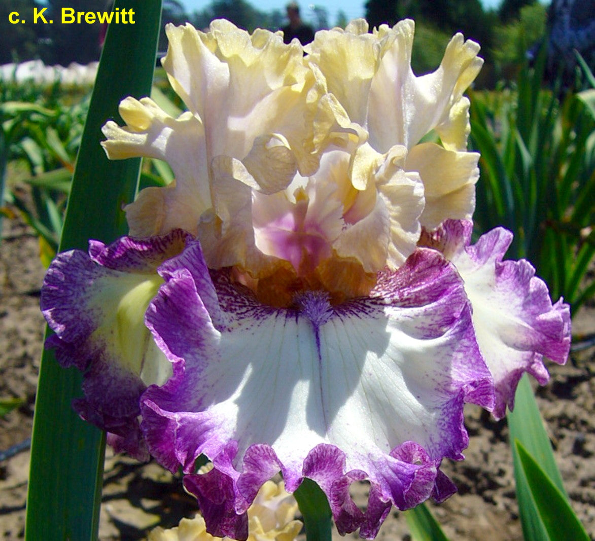 Bullet Points Bee Haven Iris Gardens bullet-points-bee-haven-iris-gardens