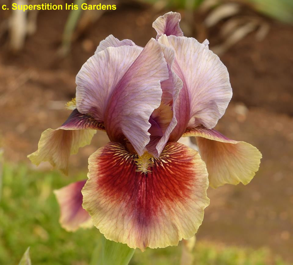 Calypso Dancer