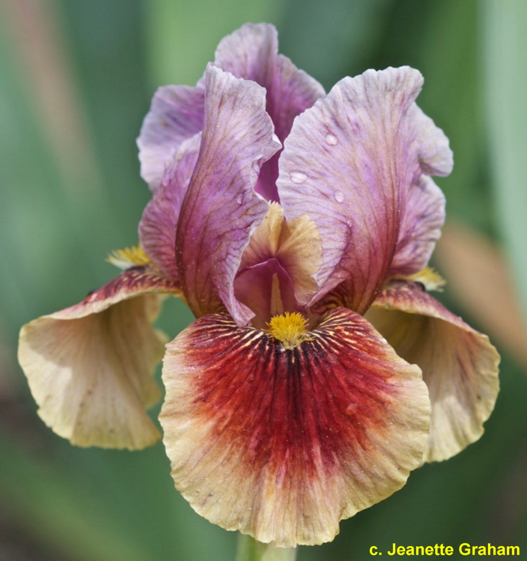Calypso Dancer