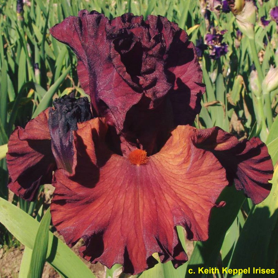 Catch The Fever – Bee Haven Iris Gardens