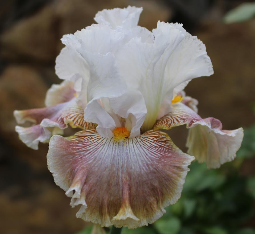 Chihuahuan Desert