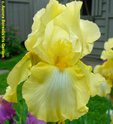 Corn Dance – Bee Haven Iris Gardens