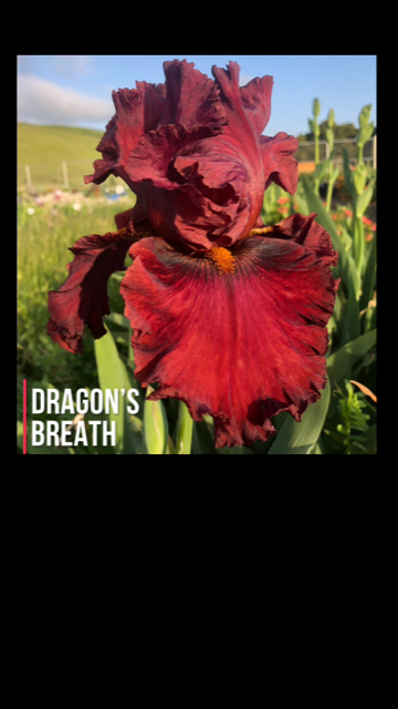Dragon's Breath