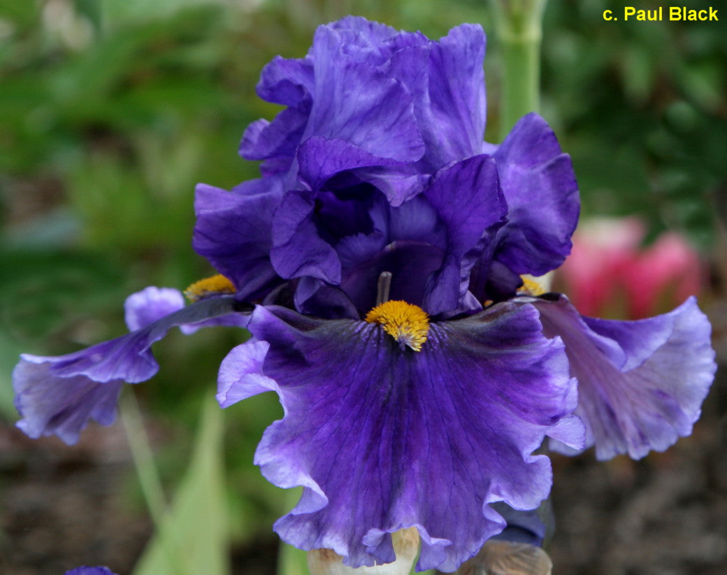 Deep Dark Secret – Bee Haven Iris Gardens