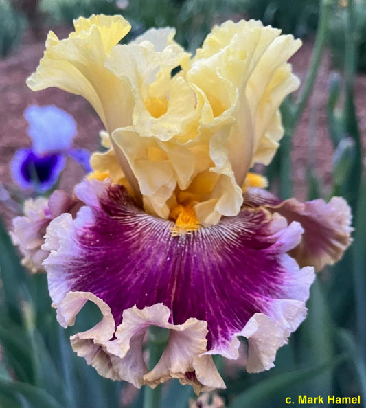 Dressed To The Nines