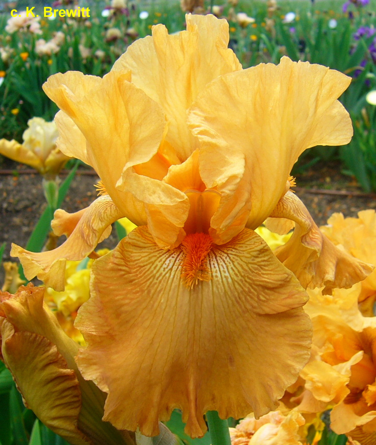 Feeling Spicy Tonite