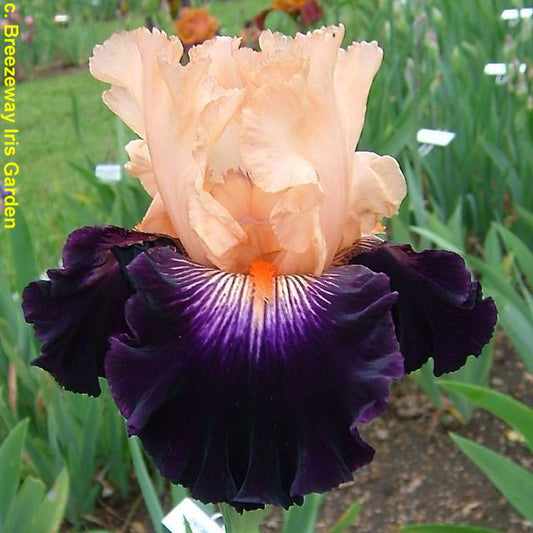 Greatest Show on Earth