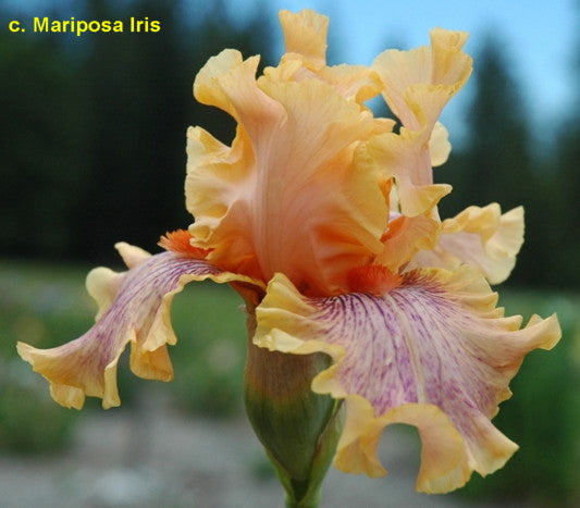 Heardit Thruda Grapevine