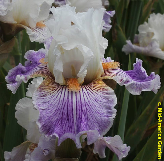 Hope Springs Eternal