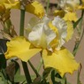 Montana De Oro