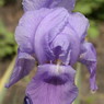 Iris Pallida