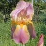 Easter Bonnet