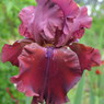 Schortman's Garnet Ruffles