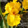 Gold Speculator