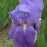 Iris Pallida