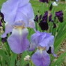 Iris Pallida