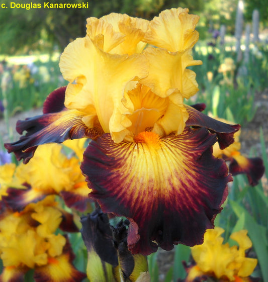 Live Long and Prosper