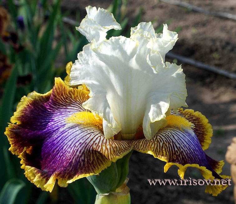 Patchwork Puzzle – Bee Haven Iris Gardens