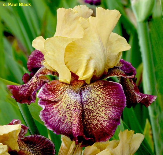 Raining Cats and Dogs