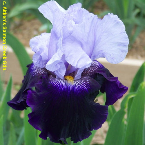 Repeat Performance – Bee Haven Iris Gardens