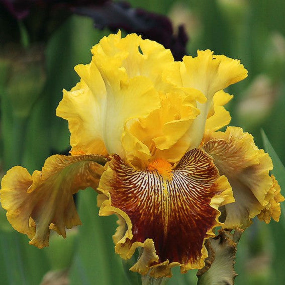 Sambo's Tiger Butter