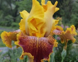 Sambo's Tiger Butter