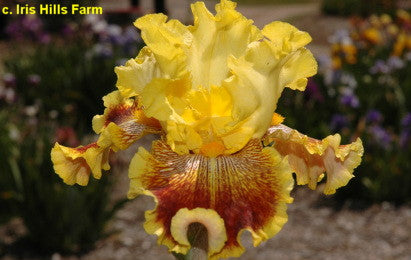 Sambo's Tiger Butter