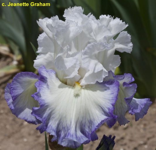 Products – Page 91 – Bee Haven Iris Gardens