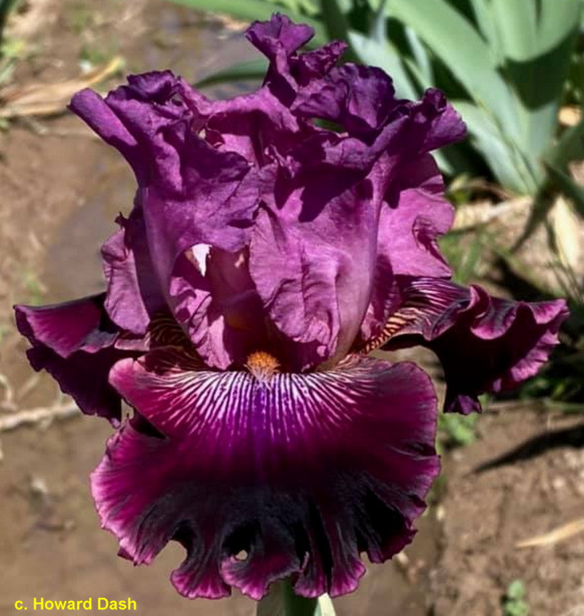 Velvet Rhapsody – Bee Haven Iris Gardens