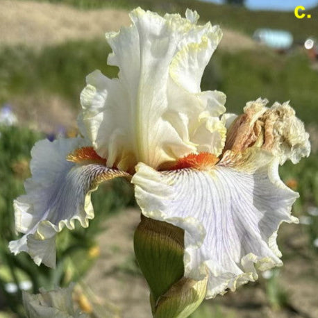 White Chameleon