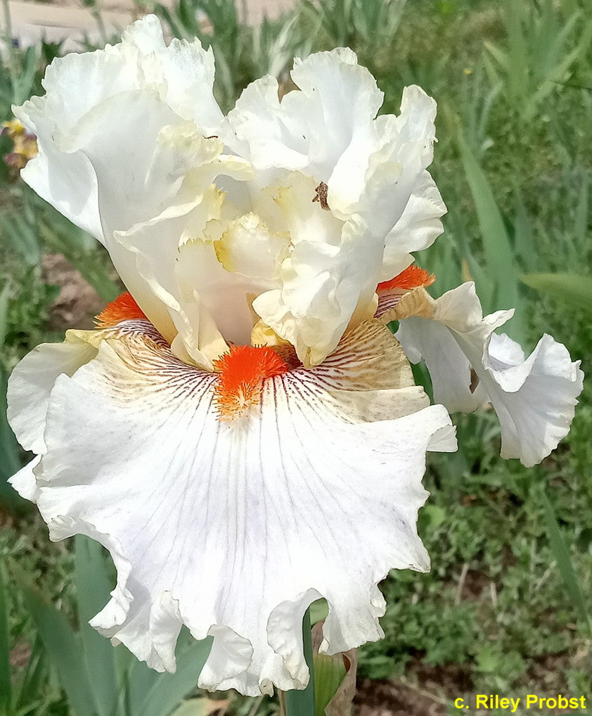 White Chameleon